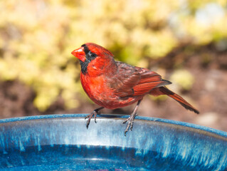 Male Cardinal on birdbath