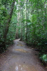 Walking tracks leading through Ewan Maddock Dam, Sunshine Coast, Queensland, Australia.  Featuring forest, tracks, water and foliage