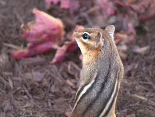 Chipmunk  profile