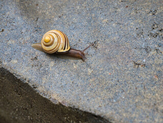 Garden snail on a rock