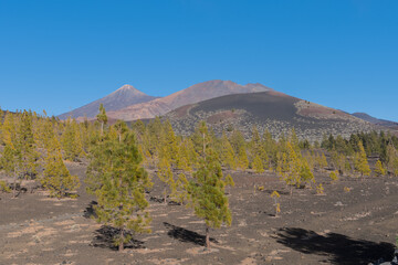 Several trees and bushes emerging among the volcanic stones of a mountain on the Teide on the...