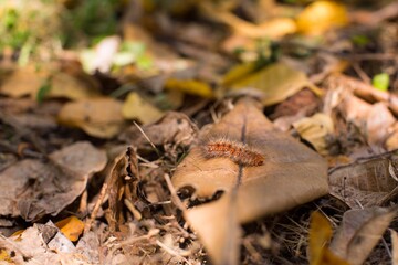 Caterpillar lymantria dispar  on leafs
