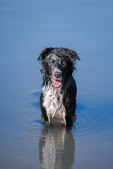 black and white wet border collie dog standing in blue water