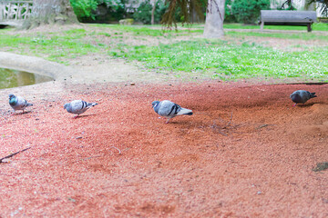 Several pigeons searching for food on top of red rocks in the park