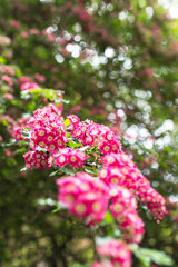 Group of pink and white flowers from a park bush
