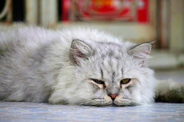 Gray furry persian cat sleeping at the door of the house.