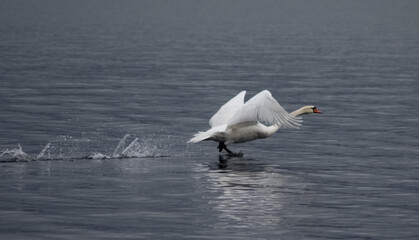 Fototapeta na wymiar Huge swan landing on the surface of the Starnberger lake in south Germany