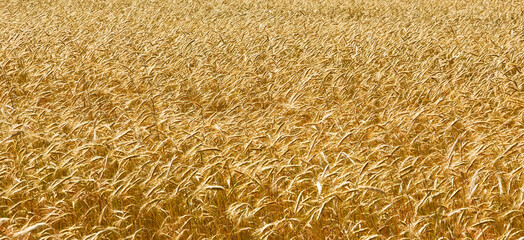A rye field in the sunshine of a golden day. Beautiful natural rural landscape
