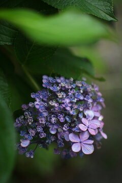 おたふく Images Browse 1 009 Stock Photos Vectors And Video Adobe Stock