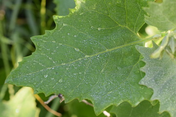 water drops on a leaf