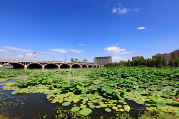 Lotus Flowers in Ponds, Beihe Park Scenery, Luannan County, Hebei Province, China