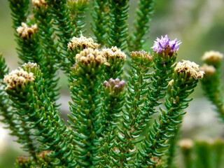 close up of pine needles