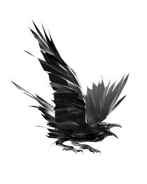 painted raven attacking bird on a white background