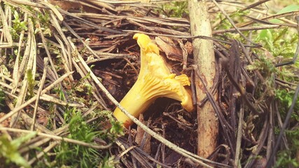 mushroom © Paulina