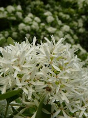 Vertical selective focus shot of the white flowers of a Chinese fringe tree