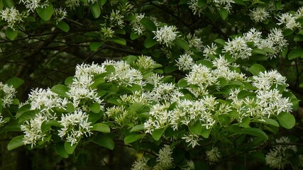 Closeup shot of the white flowers of a Chinese fringe tree