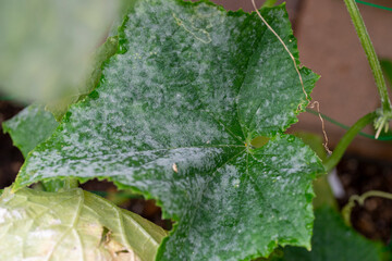 Heavy infection of powdery mildew on cucumber (Sphaerotheca cucurbitae) in Japan