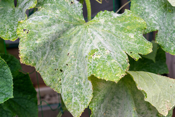 Heavy infection of powdery mildew on cucumber (Sphaerotheca cucurbitae) in Japan