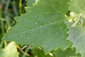 water drops on a leaf