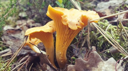 mushrooms © Paulina