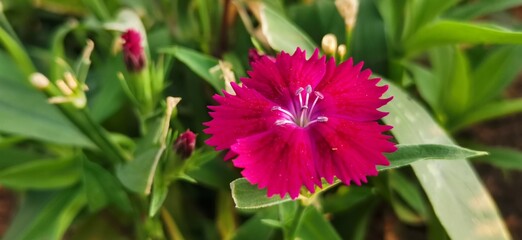butterfly on flower