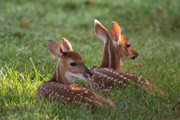 Two white-tailed deer fawns bedded down