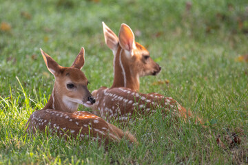 Two white-tailed deer fawns bedded down