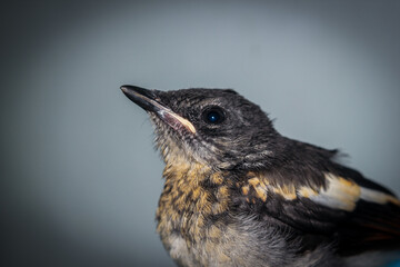 Fototapeta premium Close-up of a young Magpie or Pica Pica