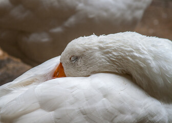 Fototapeta premium Sleeping Swan at Barcelona Cathedral