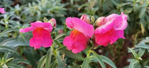 Fototapeta premium pink tulips in the garden