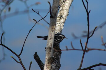 Black and White Warbler in Birch Tree