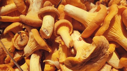 mushrooms © Paulina