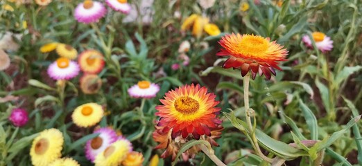 purple and white flowers