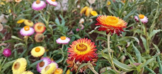 purple and white flowers