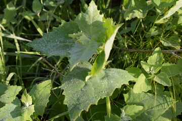 water drops on a leaf