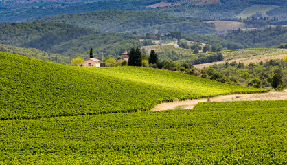 Fototapeta na wymiar Lush, green fields of grape vines in Chianti, Tuscany, Italy