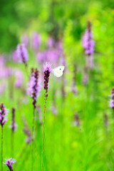 Flowers blooming in summer