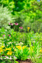 Flowers blooming in summer