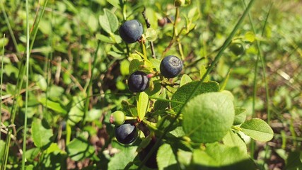 blueberries