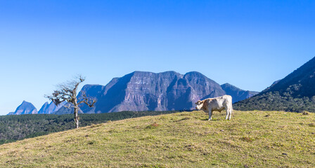 Boi solitário e montanha