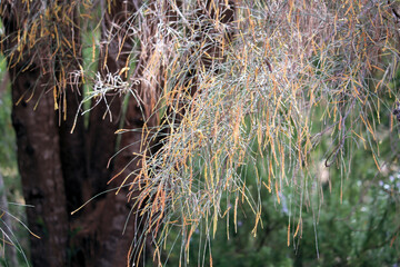 Drooping Sheoak (Allocasuarian verticillata) in flower, South Australia