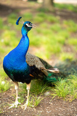 a vibrant blue peacock rests in the park on a hot summer day