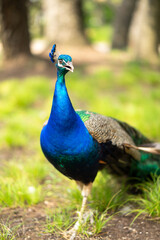 Obraz premium peacock in the park