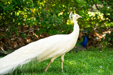 white peacock in the park