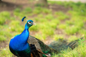 a vibrant blue peacock rests in a field