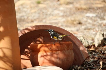 New Holland Honeyeater (Phylidonyris novaehollandiae) at birdbath, South Australia