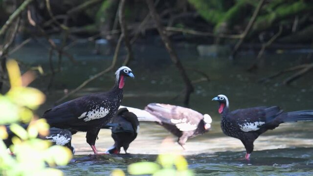 Black-fronted Piping-guan endangered bird species eating in a crystal clear water stream in the rain forest. Grup of tropical and colorfull bird 