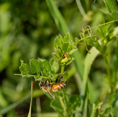 Closeup of a bee on a green plant