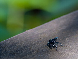 Small black beetle with white spots