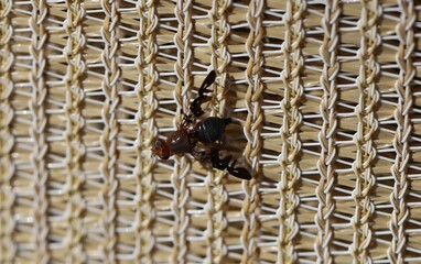 Fruit fly (Acanthonevra), South Australia